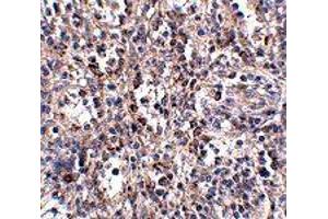 Immunohistochemistry of SCARB1 in human spleen tissue with SCARB1 polyclonal antibody  at 2. (SCARB1 抗体  (N-Term))