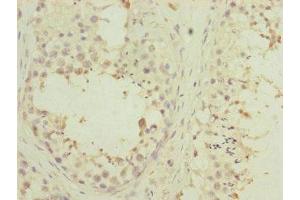 Immunohistochemistry of paraffin-embedded human testis tissue using ABIN7166900 at dilution of 1:100 (PDHA2 抗体  (AA 119-388))