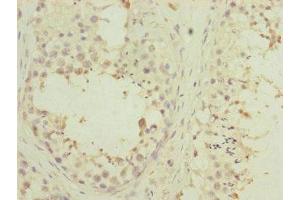 Immunohistochemistry of paraffin-embedded human testis tissue using ABIN7166900 at dilution of 1:100