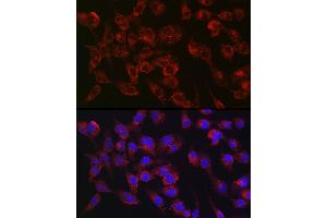 Immunofluorescence (IF) image for anti-Collagen, Type III (COL3) antibody (ABIN7266459)