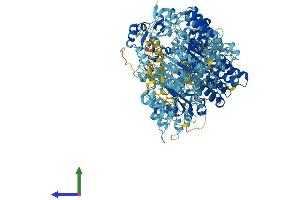 Protein Structure (PS) image for NLR Family, Apoptosis Inhibitory Protein (NAIP) (AA 1-1403) protein (His tag) (ABIN7552737)