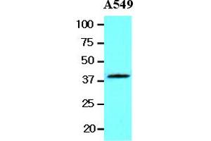Western Blotting (WB) image for anti-Wingless-Type MMTV Integration Site Family, Member 3A (WNT3A) (AA 19-352) antibody (ABIN377254) (WNT3A 抗体  (AA 19-352))
