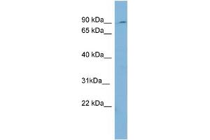 WB Suggested Anti-PREP  Antibody Titration: 0. (PREP 抗体  (Middle Region))