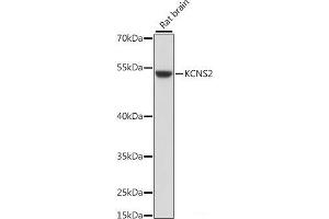 Western blot analysis of extracts of Rat brain using KCNS2 Polyclonal Antibody at dilution of 1:1000. (KCNS2 抗体)