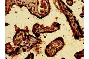 Immunohistochemistry (IHC) image for anti-Sterol Regulatory Element Binding Transcription Factor 2 (SREBF2) (AA 75-164) antibody (ABIN7170782)