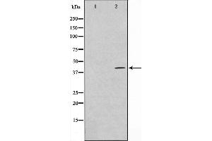 Western blot analysis on mouse lung cell lysate using GAS41 Antibody (GAS41 抗体  (Internal Region))
