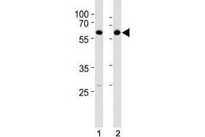 HDAC2 antibody western blot analysis in SH-SY5Y lysate. (HDAC2 抗体  (AA 410-439))