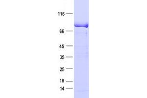 Validation with Western Blot (TLE3 Protein (DYKDDDDK Tag))