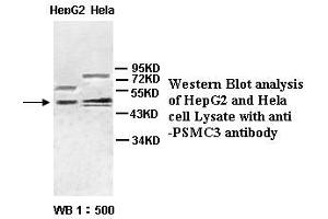Image no. 1 for anti-Proteasome (Prosome, Macropain) 26S Subunit, ATPase, 3 (PSMC3) antibody (ABIN791159) (PSMC3 抗体)