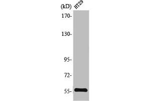 Western Blot analysis of HT29 cells using TrxR2 Polyclonal Antibody (TXNRD2 抗体  (C-Term))