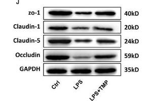 TMP has a protective effect on the LPS-induced BBB destruction in sepsis. (Occludin 抗体  (AA 263-522))