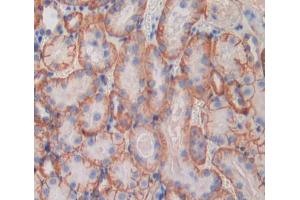 IHC-P analysis of Mouse Tissue, with DAB staining. (CD11b 抗体  (AA 808-931))