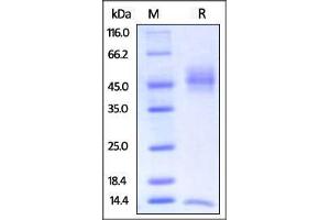 SDS-PAGE (SDS) image for neonatal Fc Receptor (FcRn) (AA 23-298) (Active) protein (His tag,Strep Tag,AVI tag,Biotin) (ABIN2870582)