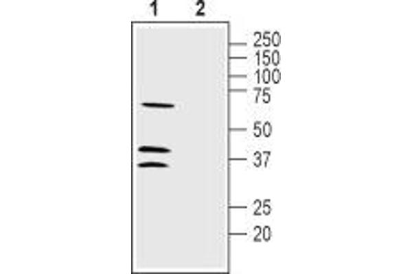 LRRC26 抗体  (C-Term, Intracellular)