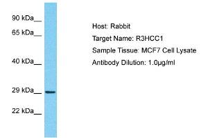 Host: Rabbit Target Name: R3HCC1 Sample Type: MCF7 Whole Cell lysates Antibody Dilution: 1.