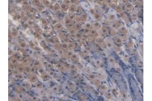IHC-P analysis of Rat Stomach Tissue, with DAB staining. (NR5A2 + LRH1 抗体  (AA 1-205))