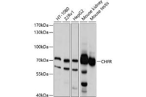Western blot analysis of extracts of various cell lines, using CHFR antibody (ABIN6133244, ABIN6138525, ABIN6138526 and ABIN6214702) at 1:1000 dilution. (CHFR 抗体  (AA 1-290))