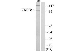 Western Blotting (WB) image for anti-Zinc Finger Protein 287 (ZNF287) (Internal Region) antibody (ABIN1849990) (ZNF287 抗体  (Internal Region))