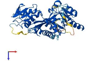 TTL Protein (AA 1-377) (His tag)