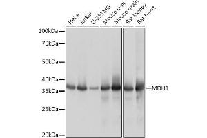 Western blot analysis of extracts of various cell lines, using MDH1 Rabbit mAb (ABIN7268379) at 1:1000 dilution. (MDH1 抗体)
