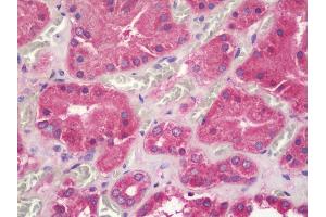 Immunohistochemistry (IHC) image for anti-Ubiquinol-Cytochrome C Reductase, Complex III Subunit VII, 9.5kDa (UQCRQ) antibody (HRP) (ABIN1958302)