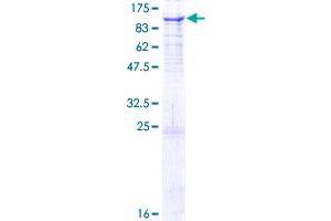 PNPT1 Protein (AA 1-783) (GST tag)