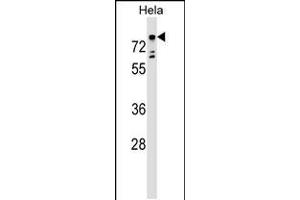 Western blot analysis in Hela cell line lysates (35ug/lane). (TBX2 抗体  (AA 414-442))