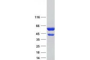Western Blotting (WB) image for CAP, Adenylate Cyclase-Associated Protein 1 (CAP1) (Transcript Variant 2) protein (Myc-DYKDDDDK Tag) (ABIN2713109)