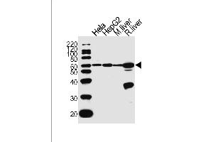 Western blot analysis of lysates from Hela, HepG2 cell line, mouse liver and rat liver tissue lysate (from left to right), using POLD2 Antibody (Center) (ABIN1944887 and ABIN2838566). (POLD2 抗体  (AA 232-265))