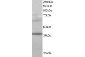 Western Blotting (WB) image for anti-Polycomb Group Ring Finger 2 (PCGF2) (C-Term) antibody (ABIN2465265) (PCGF2 抗体  (C-Term))
