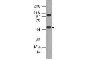 Image no. 1 for anti-Kruppel-Like Factor 10 (KLF10) (AA 11-221) antibody (ABIN5027328) (KLF10/TIEG1 抗体  (AA 11-221))