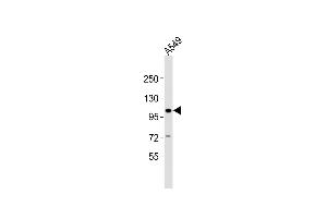Anti-CHSY3 Antibody (C-term)at 1:2000 dilution + A549 whole cell lysates Lysates/proteins at 20 μg per lane. (CHSY3 抗体  (C-Term))