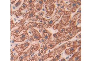 Used in DAB staining on fromalin fixed paraffin- embedded liver tissue (CHN2 抗体  (AA 1-264))
