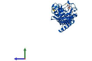 Protein Structure (PS) image for Peptidylprolyl Isomerase (Cyclophilin)-Like 6 (PPIL6) (AA 1-311) protein (His tag) (ABIN7551020)