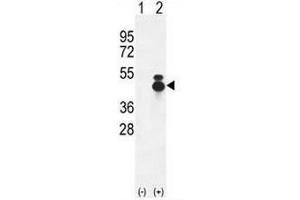 Western Blotting (WB) image for anti-cAMP Responsive Element Binding Protein 1 (CREB1) (AA 112-140), (Middle Region) antibody (ABIN951694)