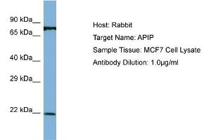 Host: Rabbit Target Name: APIP Sample Type: MCF7 Whole Cell lysates Antibody Dilution: 1. (APIP 抗体  (N-Term))