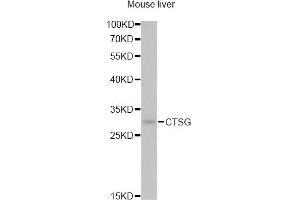 Western blot analysis of extracts of mouse liver, using CTSG antibody (ABIN5974986) at 1/1000 dilution. (Cathepsin G 抗体)