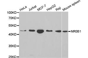 Western blot analysis of extracts of various cell lines, using NR0B1 antibody (ABIN5970870) at 1/1000 dilution. (NR0B1 抗体)