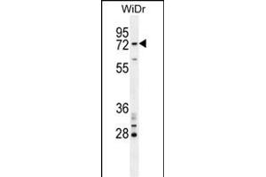 BARD1 Antibody (N-term) (ABIN654621 and ABIN2844318) western blot analysis in WiDr cell line lysates (35 μg/lane). (BARD1 抗体  (N-Term))