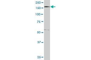 EEA1 monoclonal antibody (M02A), clone 1D4. (EEA1 抗体  (AA 1312-1411))