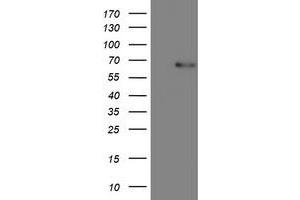 Image no. 1 for anti-CoA Synthase (COASY) antibody (ABIN1497557) (COASY 抗体)