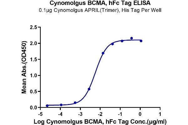 BCMA Protein (AA 1-53) (Fc Tag)