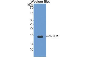 Western Blotting (WB) image for anti-Uncoupling Protein 2 (Mitochondrial, Proton Carrier) (UCP2) (AA 154-289) antibody (ABIN1175758) (UCP2 抗体  (AA 154-289))