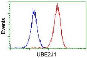 Image no. 3 for anti-Ubiquitin-Conjugating Enzyme E2, J1, U (UBE2J1) antibody (ABIN1501639) (UBE2J1 抗体)