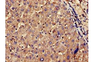 Immunohistochemistry of paraffin-embedded human liver tissue using ABIN7148445 at dilution of 1:100 (CNKSR2 抗体  (AA 650-800))