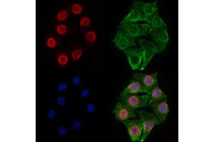 ABIN7094548 and ABIN7098597 staining Hela cells by IF/ICC. (RBM3 抗体  (C-Term))