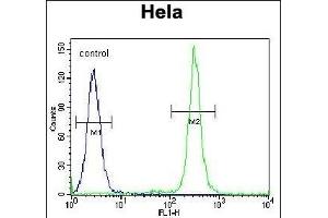 T Antibody (N-term) (ABIN651700 and ABIN2840367) flow cytometric analysis of Hela cells (right histogram) compared to a negative control cell (left histogram). (TMEM165 抗体  (N-Term))