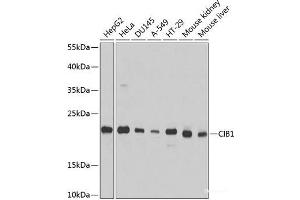Western blot analysis of extracts of various cell lines using CIB1 Polyclonal Antibody at dilution of 1:1000. (CIB1 抗体)