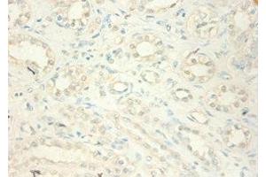 Immunohistochemistry of paraffin-embedded human kidney tissue using ABIN7159541 at dilution of 1:100