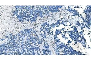 IHC analysis of GNG11 using anti-GNG11 antibody (ABIN7599533).
